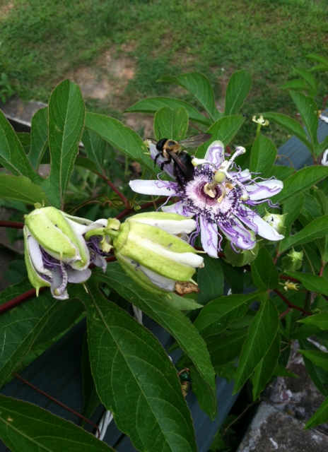 passion flower bee